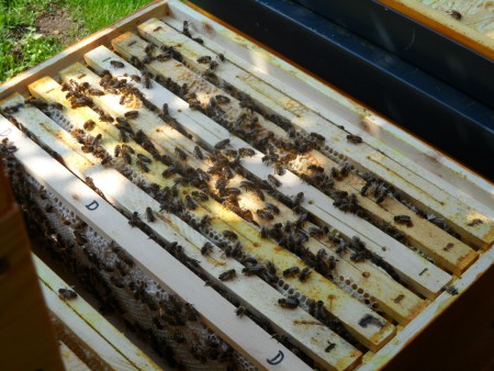 Ableger mit frischenm Wabenbau